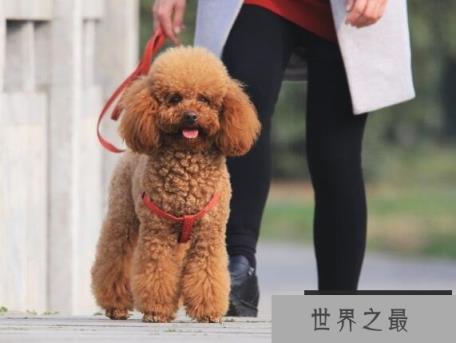 贵宾犬和泰迪的区别，泰迪是贵宾犬修剪毛发之后的一种叫法