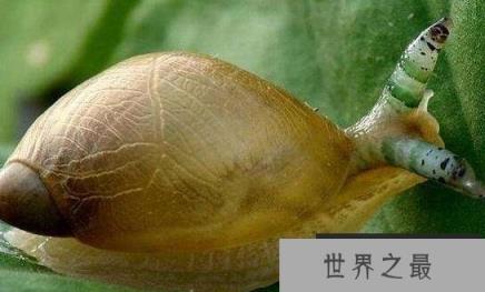 恶心的僵尸蜗牛，被寄生虫完全控制大脑直到死去