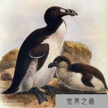 北极有企鹅吗，北极大企鹅因为人类的捕猎(在1844年就灭绝了)