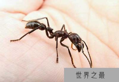 世界上最凶的10种蚂蚁排名，咬人最痛的蚂蚁(子弹蚁)