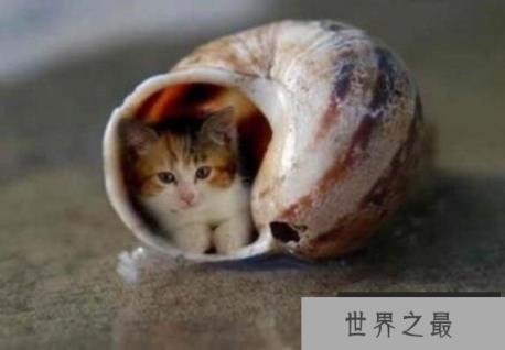 世界最小的猫咪：希德，身高不足10厘米(猫中侏儒)