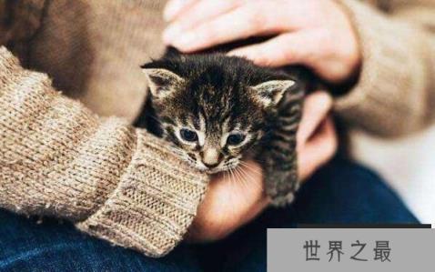 世界上最小的猫：皮堡斯，身长仅3寸，基因不好体格小