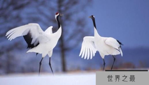 中国十大珍惜鸟类排行，祥瑞之鸟朱鹮排名第一