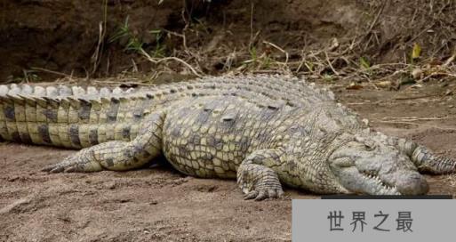 世界上最大的鳄鱼：湾鳄，最长7米以上