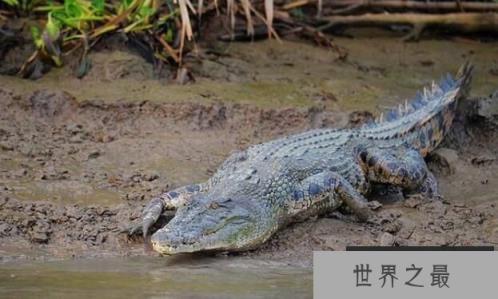 世界上最大的鳄鱼：湾鳄，最长7米以上