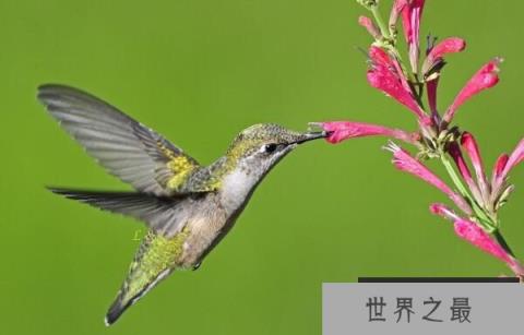 世界上最有趣的五种动物，蜂鸟向后飞，吉娃娃只有巴掌大