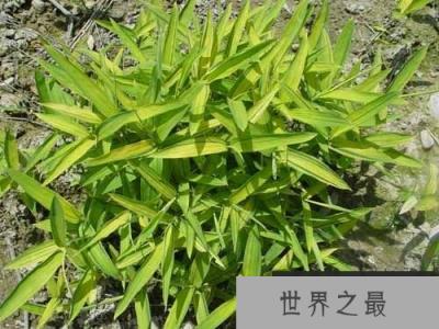 世界上最小的竹子：菲白竹，秆高10-30厘米，竹鞭粗1-2毫米