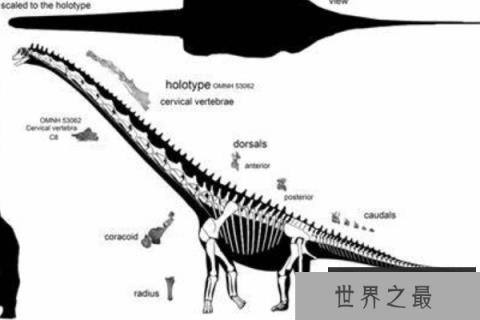 帕拉克西龙：蜥脚下目巨龙类恐龙（体型20米/四肢粗壮如大象）