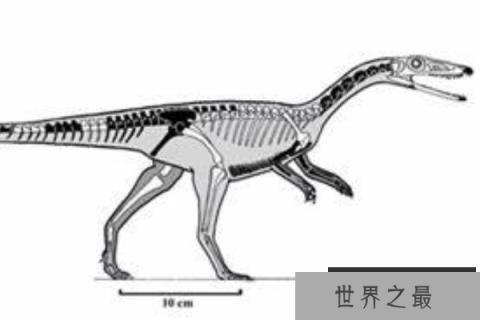 原美颌龙：体长仅1.2米的小型恐龙（骨骼中空/体型轻盈）