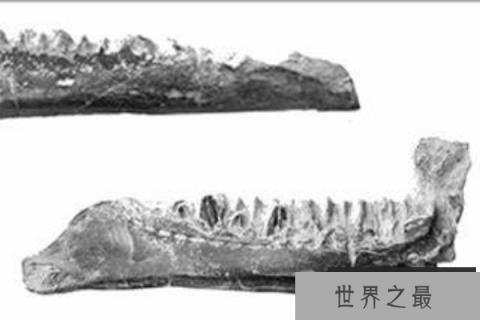 鸭颌龙：小型鸭嘴龙类超科恐龙(体长4米/化石仅右侧齿骨)