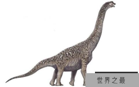 巴洛莎龙(Barrosasaurus)：体长30米的阿根廷超巨型食草恐龙