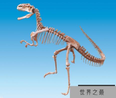 天山龙(Tienshanosaurus)：新疆大型食草恐龙，靠甩动尾巴来防身