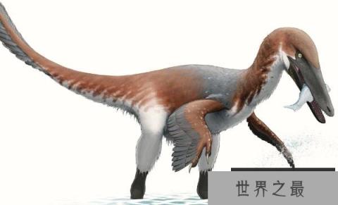 南方盗龙(Austroraptor)：南半球最大驰龙类恐龙(长5米/前肢较短)