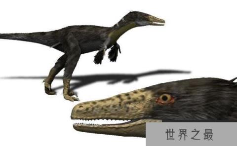 南方盗龙(Austroraptor)：南半球最大驰龙类恐龙(长5米/前肢较短)