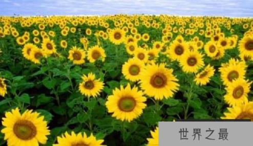 向日葵跟着太阳转的原因，生长素导致向光性弯曲（图3）