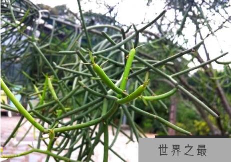 无叶的光棍树：叶子萎缩，常年脱落（图3）