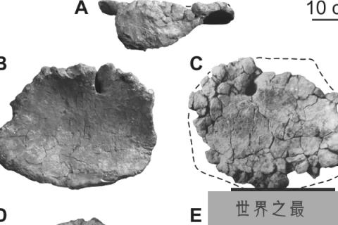 华北龙：蜥脚类恐龙（长20米/距今7500万年前）