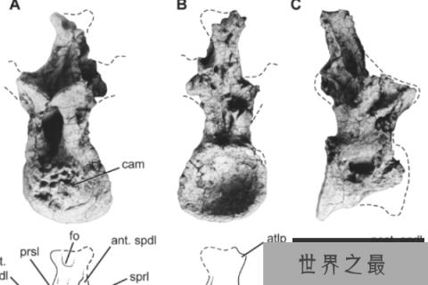 华北龙：蜥脚类恐龙（长20米/距今7500万年前）