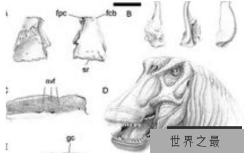 博妮塔龙：阿根廷大型食草恐龙(长9米/泰坦巨龙类恐龙)