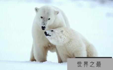 北极熊没有陆地能活吗，北极熊只能生活在冰上吗