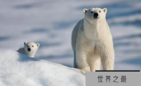 北极熊没有陆地能活吗，北极熊只能生活在冰上吗