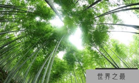 世界上生长最快的植物：毛竹，一昼夜能长高1米(图2)