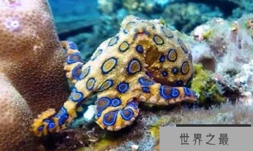 海底致命生物蓝环章鱼，一只蓝环章鱼能毒死26人(图2)