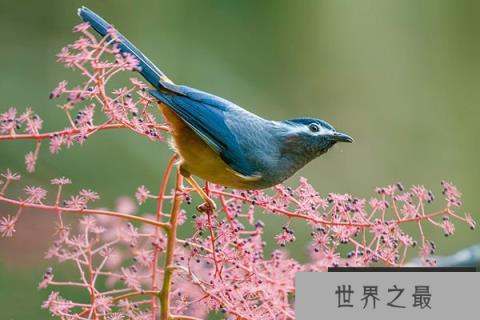 10大最漂亮的鸟排行榜