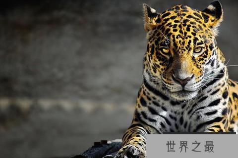 猫科三巨头排名