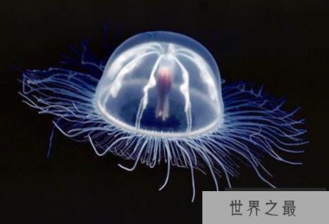 世界十大不可思议的生物 第三名可以永生不死，第二外形怪异