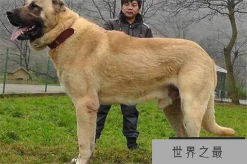 世界十大凶犬最新排名 第七被称为杀人犬，建议最好别养