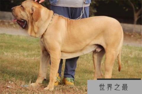 世界十大凶犬最新排名 第七被称为杀人犬，建议最好别养