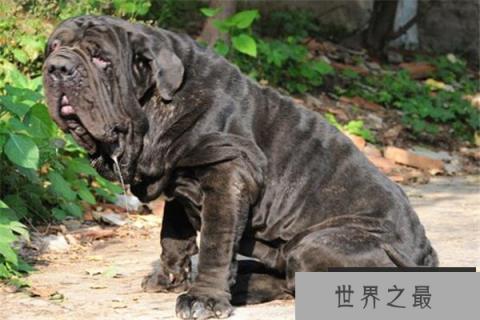 世界十大凶犬最新排名 第七被称为杀人犬，建议最好别养