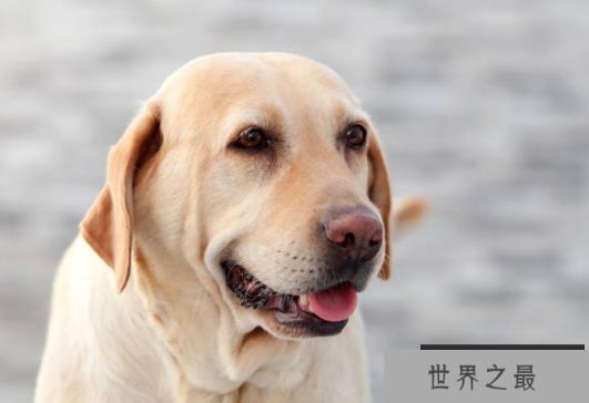 大丹犬