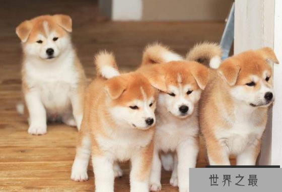 大丹犬