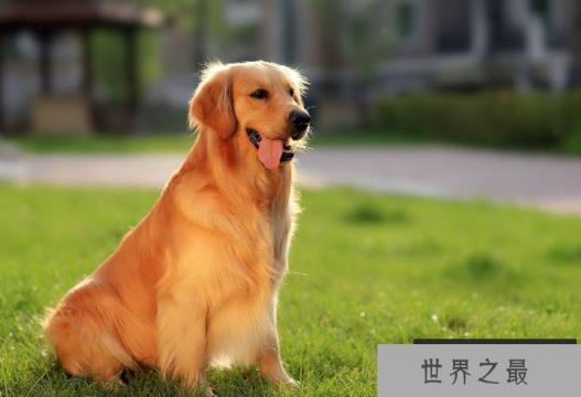 大丹犬