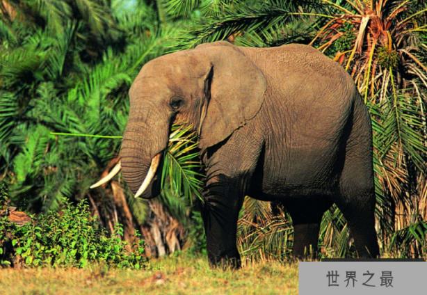 世界十大重型动物 蓝鲸位列榜首，体重180吨以上