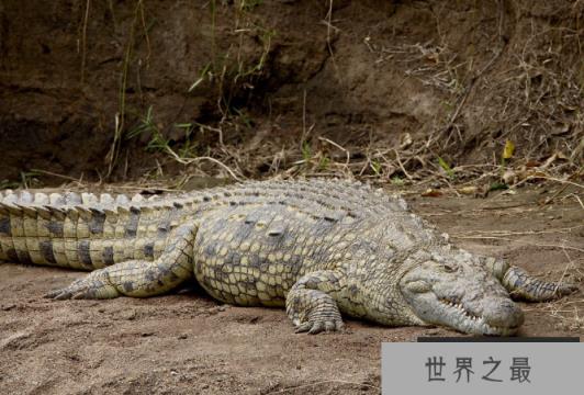 世界十大巨型鳄鱼 湾鳄体重超1600公斤，曾吞食上千日军