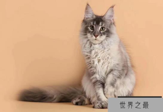 世界十大最漂亮的猫 优雅还是可爱，你喜欢哪种