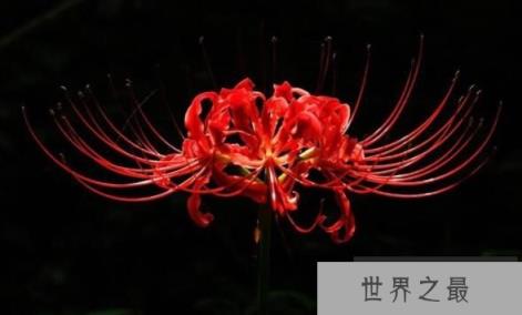 冥界四花之首彼岸花，花与叶永世不相见的灵魂之花