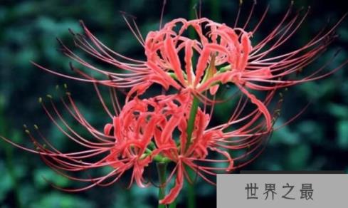 冥界四花之首彼岸花，花与叶永世不相见的灵魂之花