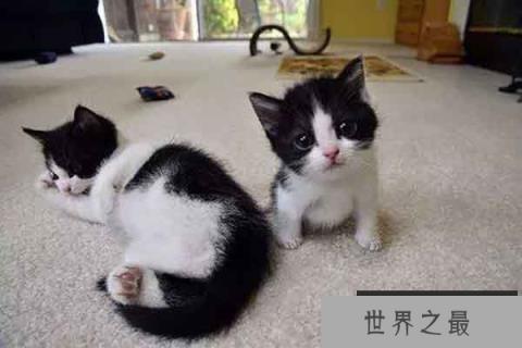 世界上最小猫排行:锈斑豹猫反差萌 东方短毛猫上榜