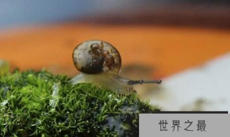 世界上最小的蜗牛：体长0.6毫米，小过针眼的超微蜗牛