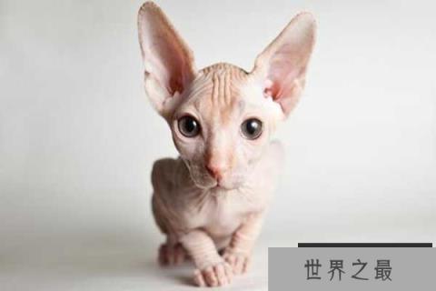 世界十大外表奇特的猫 日本短尾猫有着兔子一样的尾巴