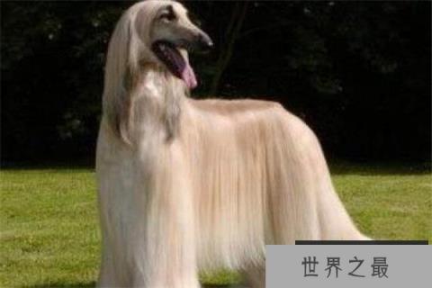 世界十大傻狗排名 哈士奇都没进前三，斗牛犬超凶猛