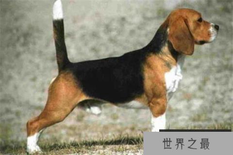 世界十大傻狗排名 哈士奇都没进前三，斗牛犬超凶猛