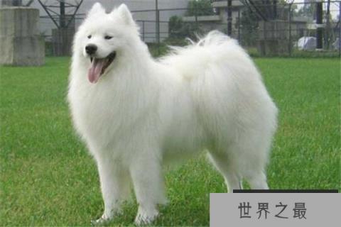 世界十大傻狗排名 哈士奇都没进前三，斗牛犬超凶猛