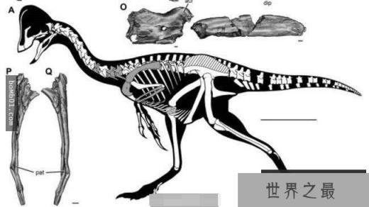 地球物种最新探索:2016年地球最新发现的15大新物种