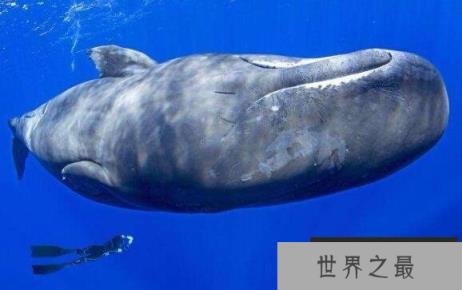 让人生畏的十大海洋生物，体长25米抹香鲸排名第一