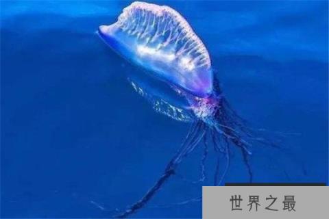 世界十大剧毒水母 澳洲方水母无疑上榜，你认识哪几个